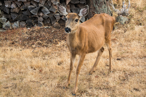 DSC_9382